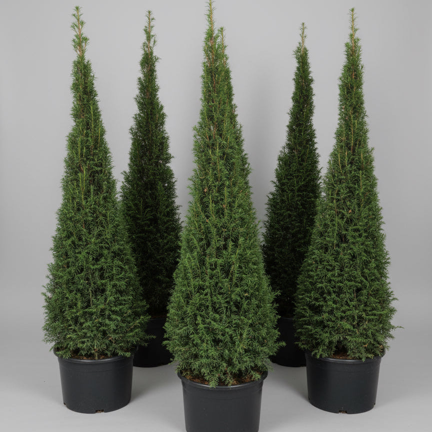 Taks pyramide (Taxus baccata) – 200-210 cm høj