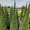Indlæs billede i gallerivisning, Taks pyramide (Taxus baccata) – 200-210 cm høj