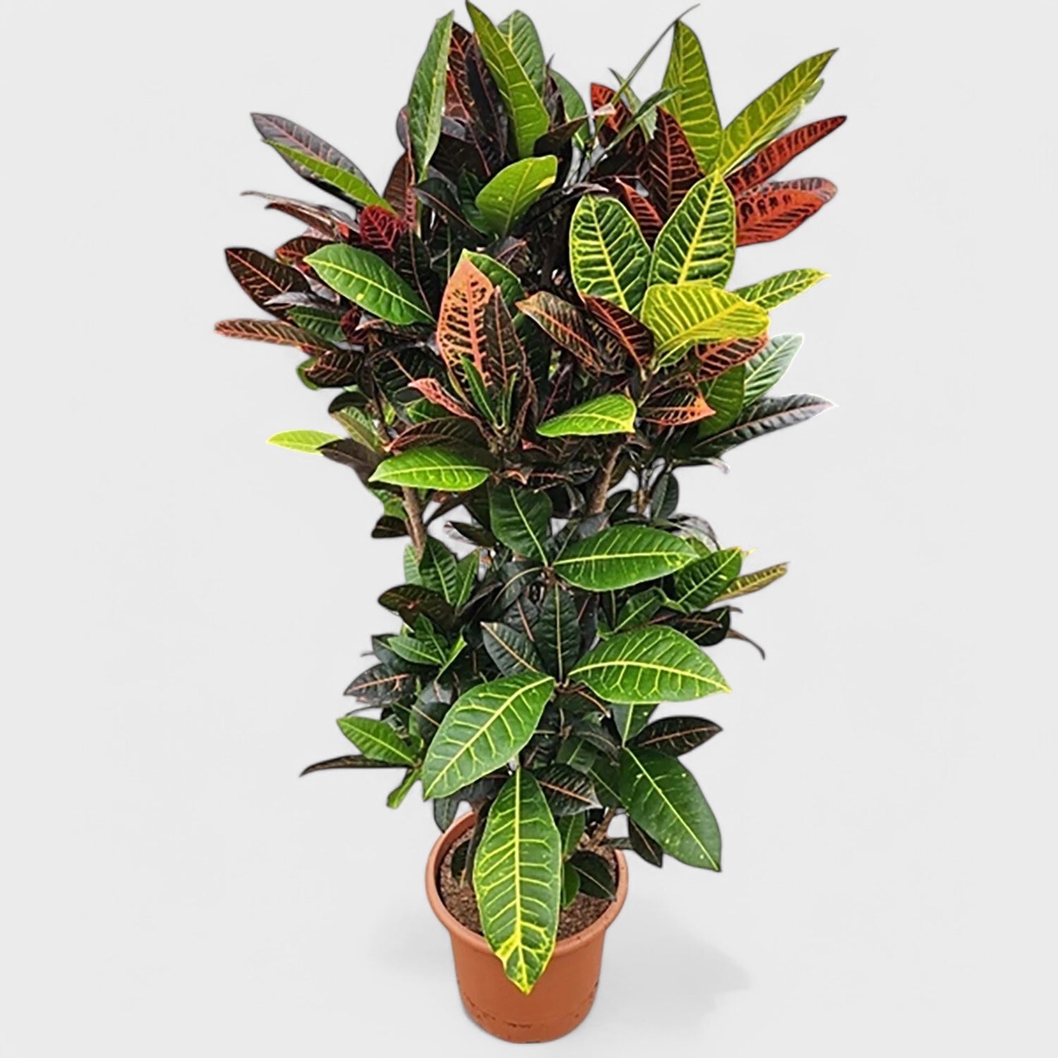 Codiaeum 'Petra' crotonplante i Ø36 cm potte, 160-170 cm høj, med farverigt løv i nuancer af rød, gul og grøn, står som en imponerende dekoration i et lyst rum.