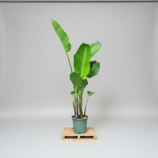 Strelitzia nicolai (Hvid paradisfugl) – Stor og unik plante 200 cm høj