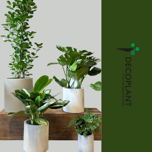 KontorOase plantepakke med luftrensende planter til kontoret, herunder Ficus moclame, Monstera Deliciosa og Monstera Obliqua, præsenteret i dekorative krukker med vandstandsmåler.