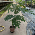 Indlæs billede i gallerivisning, Sovetræ i lerkrukke – ca. 75 cm - Albizia julibrissin