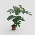 Indlæs billede i gallerivisning, Sovetræ i lerkrukke – ca. 75 cm - Albizia julibrissin