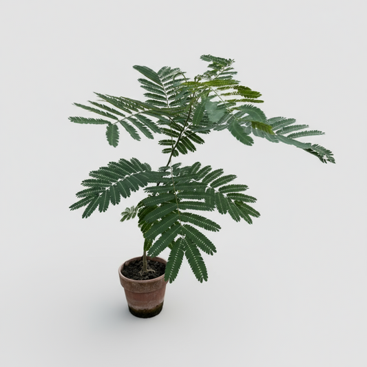 Sovetræ i lerkrukke – ca. 75 cm - Albizia julibrissin
