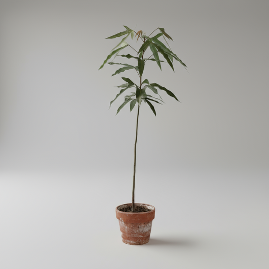 Australsk kærlighedstræ i lerkrukke – ca. 80 cm | Slank og skulpturel