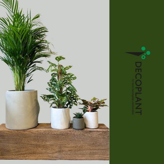Nordisk Natur plantepakke fra DECOPLANT med Dypsis Lutescens, Monstera Deliciosa og Aglaonema Silver Bay i elegante krukker