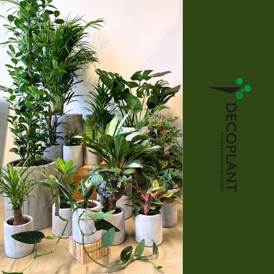 Eksklusiv Grøn Oase - Luksus Plantepakke med imponerende indendørs planter inkluderet Dypsis Lutescens, Calathea Rufibarba og Crassula Hulk i designede luksuskrukker.