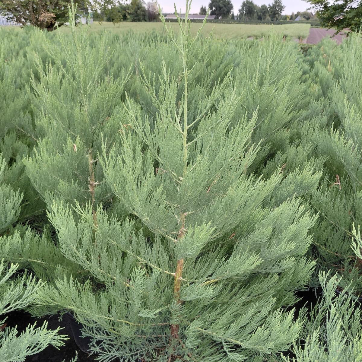 Mamutgran (Sequoiadendron giganteum) – 150 cm høj (20 liters potte)