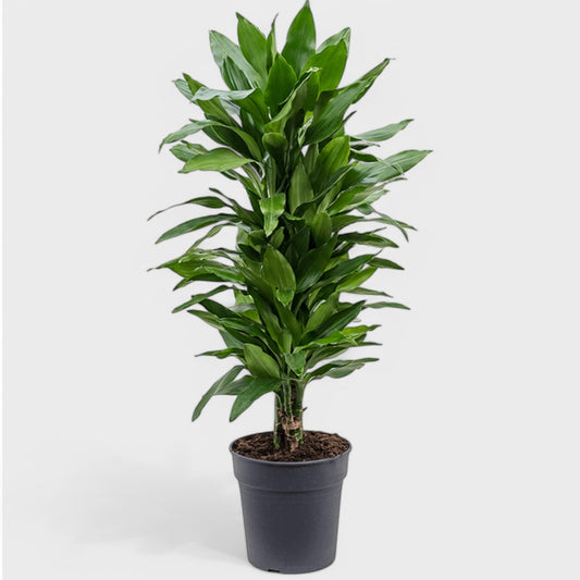 Dracaena Janet Lind Multi i Ø33 cm potte, 170-180 cm høj, med frodig, mørkegrønt løv og flere stammer – ideel som stueplante.