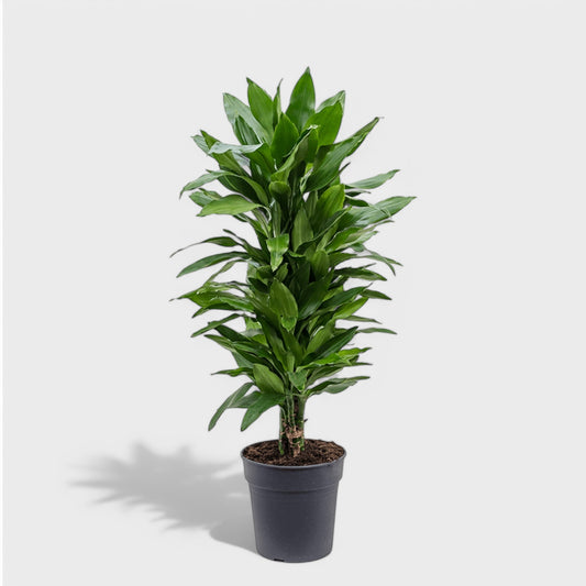 Dracaena Janet Lind Multi i Ø24 cm potte og 110-120 cm høj, med flere stammer og tæt, grønne blade – ideel stueplante til hjem og kontor.