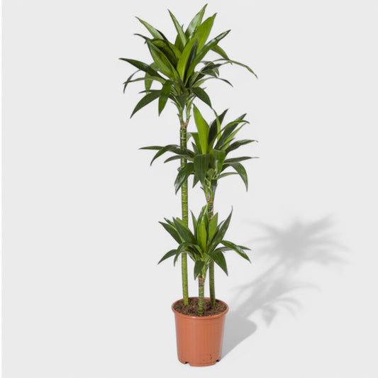 Dracaena Janet Lind 1:3 i Ø24 cm potte, en elegant grøn plante med tre stammer i forskellig højde, ideel til moderne indretning.