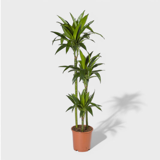 Dracaena Janet Lind 1:3 i Ø24 cm potte, 120-130 cm høj, med tre stammer og blanke, grønne blade.