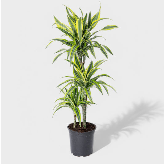 Dracaena Lemon Lime 1:3 Ø24 cm med tre stammer, farverige stribede blade i limegrøn, gul og mørkegrøn, ideel til moderne indretning.