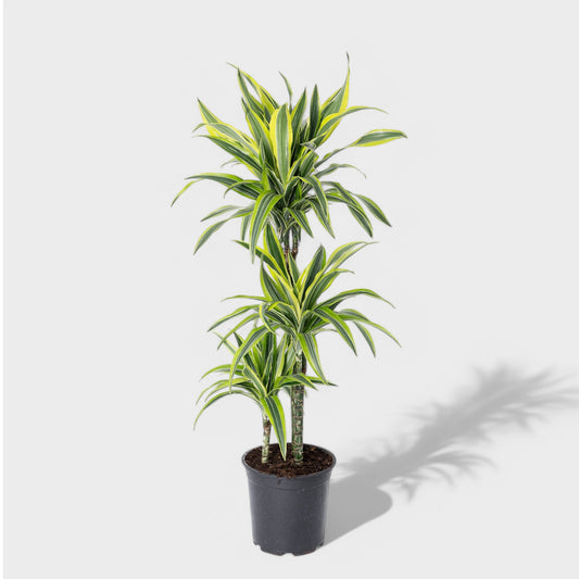 Dracaena Lemon Lime i Ø24 cm potte, 110-120 cm høj, med tre stammer og limegrønne striber, ideel til indendørs rum.