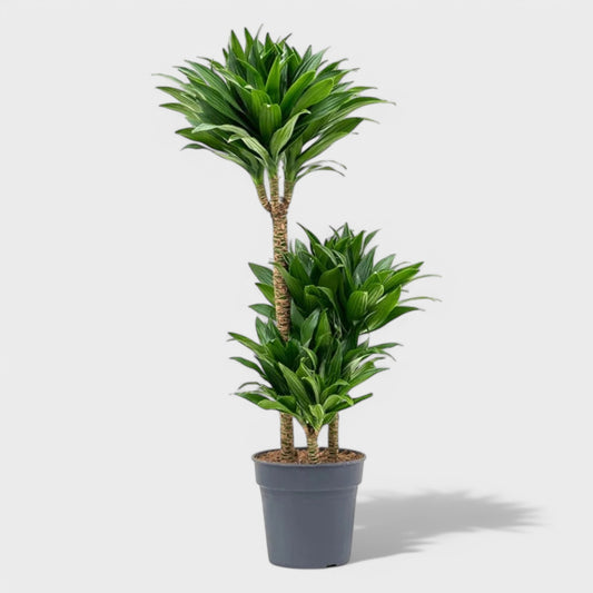 Dracaena J.C. Compacta 1:3 i Ø24 cm potte, 140-150 cm høj – Elegant mørkegrøn plante med tre stammer, perfekt til indretning.