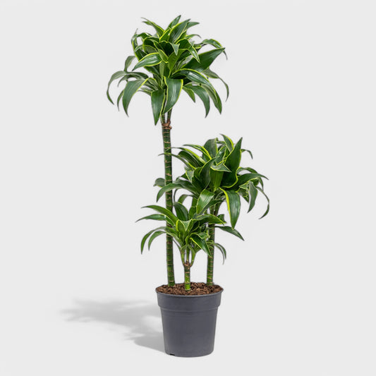 Dracaena Gold Coast 1:3 i Ø24 cm potte, 140-150 cm høj med tre stammer og smalle grønne blade med gyldne kanter