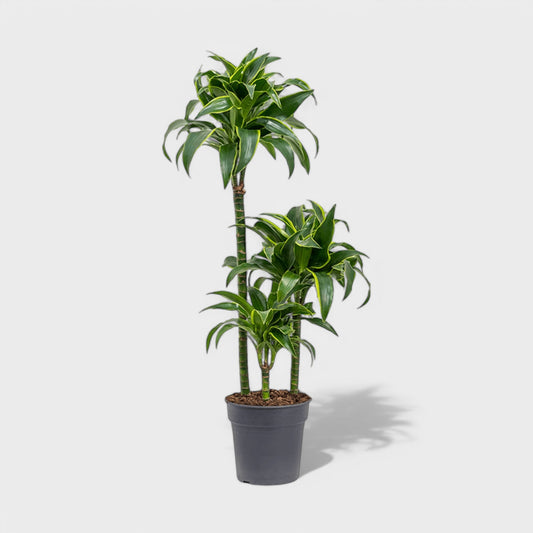 Dracaena Gold Coast 1:3 i Ø24 cm potte, 110-120 cm høj, med gyldengrønne blade og gyldne striber – en dekorativ stueplante perfekt til moderne indretning.