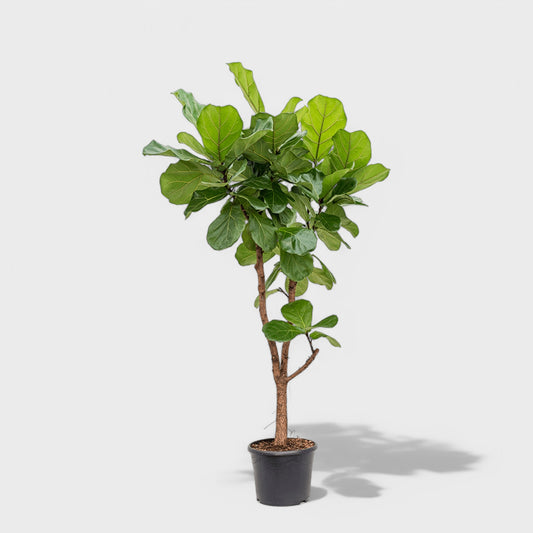 Ficus Lyrata grenet i Ø31 cm potte, med en højde på 135-150 cm, præsenterer store, mørkegrønne blade i en stilfuld indretning.