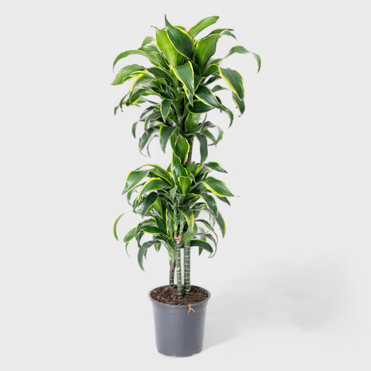 Alt-tekst for billedet: Dracaena Dorado 1:3 i Ø24 cm potte, 145-150 cm høj, med gyldengrønne blade og tre stammer i forskellig højde, ideel til moderne boligindretning.