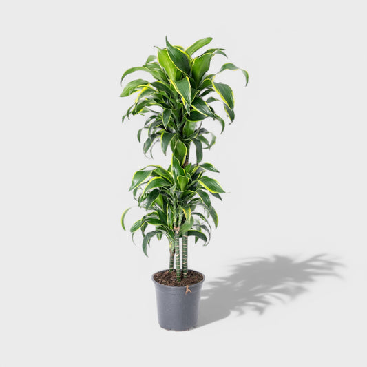 Dracaena Dorado 1:3 i Ø24 cm potte, 110-120 cm høj - kompakt plante med mørkegrønne blade og gyldengrønne kanter, præsenteret i et dekorativt rum.
