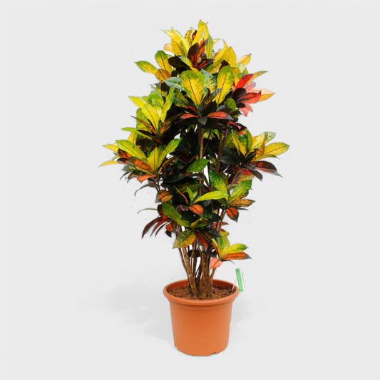 Codiaeum Iceton plante i Ø36 cm potte, 170 cm høj, med farverige blade i nuancer af grøn, gul og rosa, perfekt til indretning.