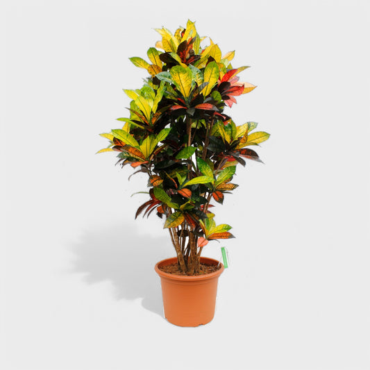Codiaeum Iceton stueplante i ø24 cm potte, 120 cm høj, med farverige blade i grøn, gul og rosa.
