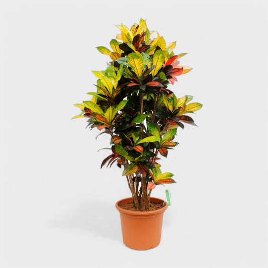 Codiaeum Iceton plante i Ø33 cm potte, 140-150 cm høj, med farverige blade i nuancer af grøn, gul, rosa og rød.