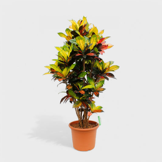 Codiaeum Iceton stueplante i Ø27 cm potte og højden 120-130 cm med farvestrålende grønne, gule og rosa blade.