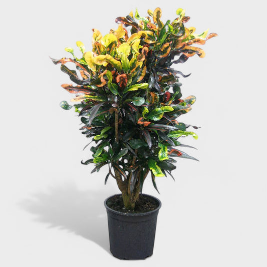 Kroton Mammey i Ø36 cm potte, 170-175 cm høj, med snoede stammer og flerfarvede blade i nuancer af grøn, gul, orange og rød.