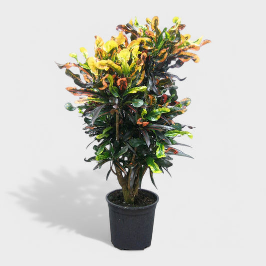 Kroton Mammey i Ø33 cm potte, 130-140 cm høj - farverig plante med snoede stammer og tropisk udtryk.