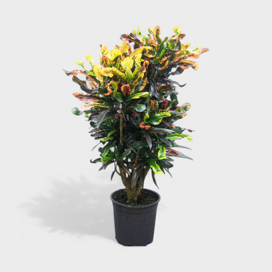 Kroton Mammey plante i Ø27 cm potte med snoede stængler og flerfarvede blade i grønne, gule, orange og røde nuancer, 115-125 cm høj.