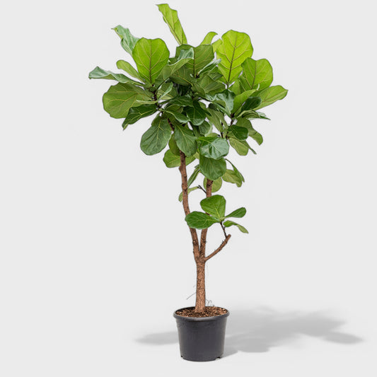 Grenet Ficus Lyrata, også kendt som violinfigen, i en Ø33 cm potte, med en højde på 155-165 cm, præsenterer store, blanke mørkegrønne blade og flere stammer, ideel til moderne indretning.