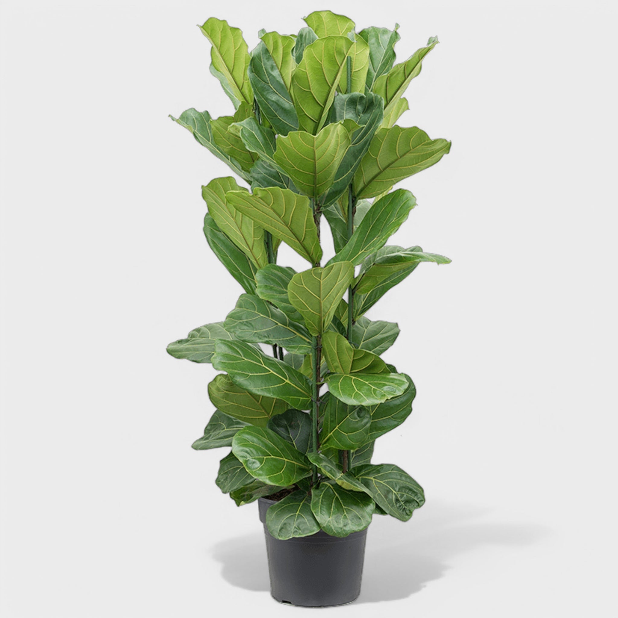 Ficus Lyrata 3pp i Ø34 cm potte, 125-135 cm høj, med frodige, violinformede blade - perfekt til indretning.