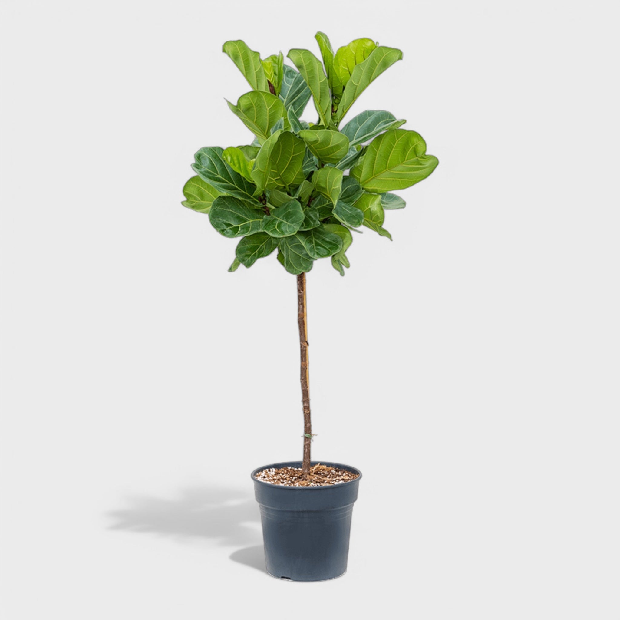 Opstammet Ficus Lyrata i Ø29 cm potte, 120-130 cm høj, med en skulpturel stamme og stor krone af violinformede blade.