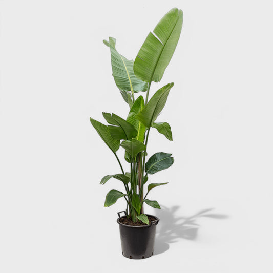 Strelitzia Nicolai plante i Ø30 cm potte, 140-150 cm høj – tropisk stueplante med store grønne blade, ideel som centerpiece i moderne hjem eller kontor.