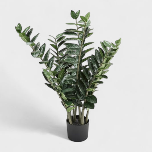 Zamioculcas Zamiifolia Ø11-12/35-45 cm