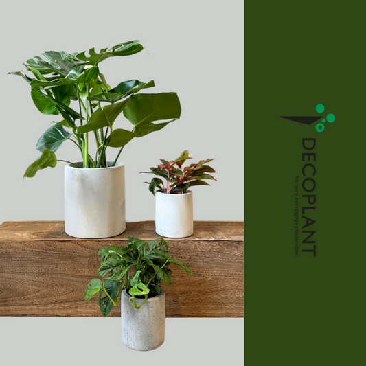 Grøn Elegance – Eksklusiv Plantepakke med Monstera Adansonii, Ficus Moclame og Monstera Deliciosa i luksuriøse krukker, der skaber en stilfuld atmosfære.