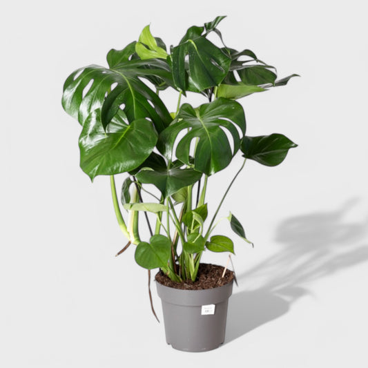 Monstera Deliciosa i Ø15-17 cm potte med 50-60 cm højde – grøn stueplante med perforerede blade fra DECOPLANT