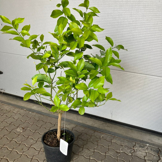 Citrontræ (Citrus Limon) – 120 cm højt - 1 stk tilbage