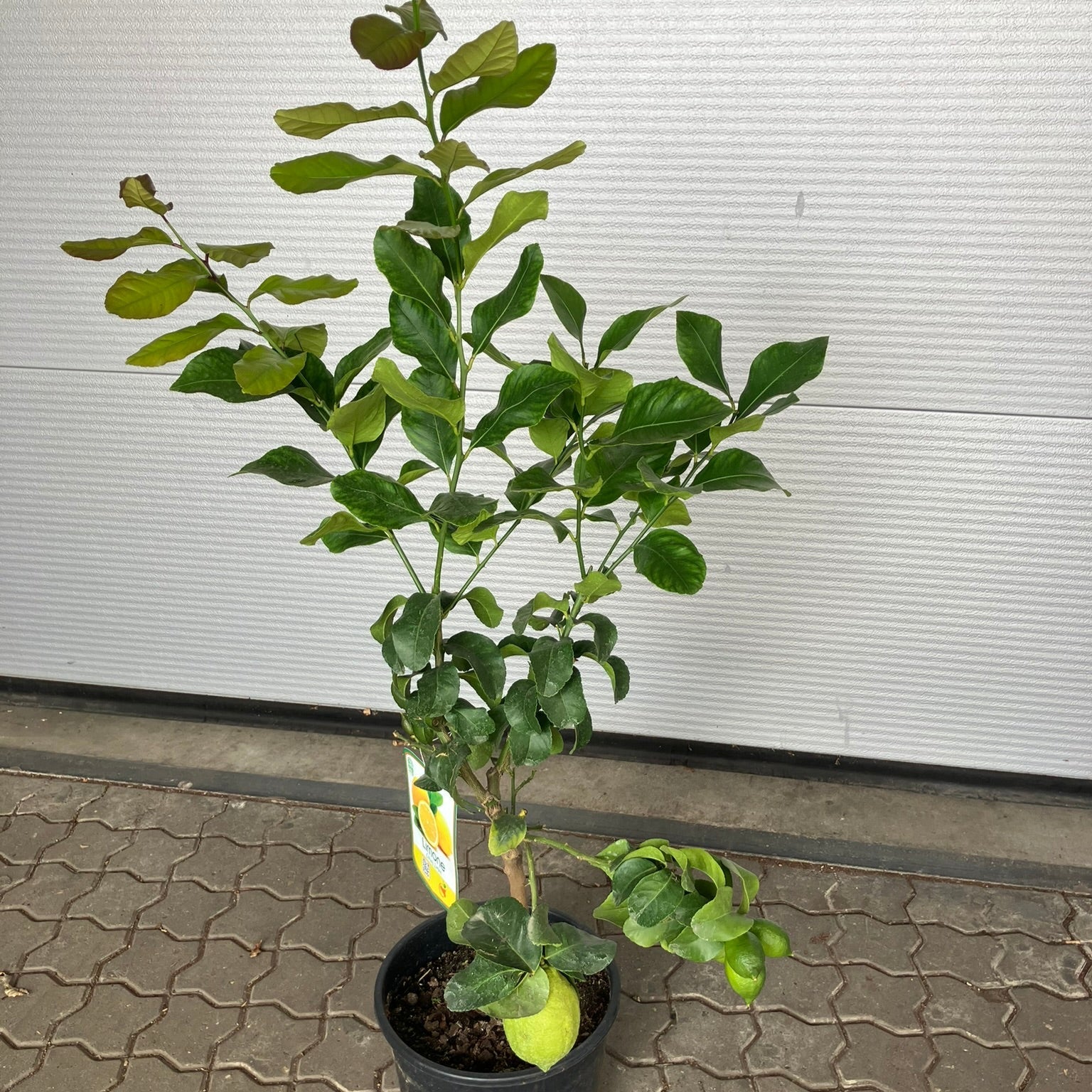 Citrontræ (Citrus Limon) – 120 cm højt med frugter - 1 stk. tilbage