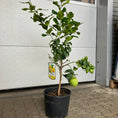 Indlæs billede i gallerivisning, Citrontræ (Citrus Limon) – 120 cm højt med frugter - 1 stk. tilbage