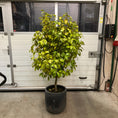 Indlæs billede i gallerivisning, Glansmispel (Photinia fraseri) – 180 cm høj i sort krukke
