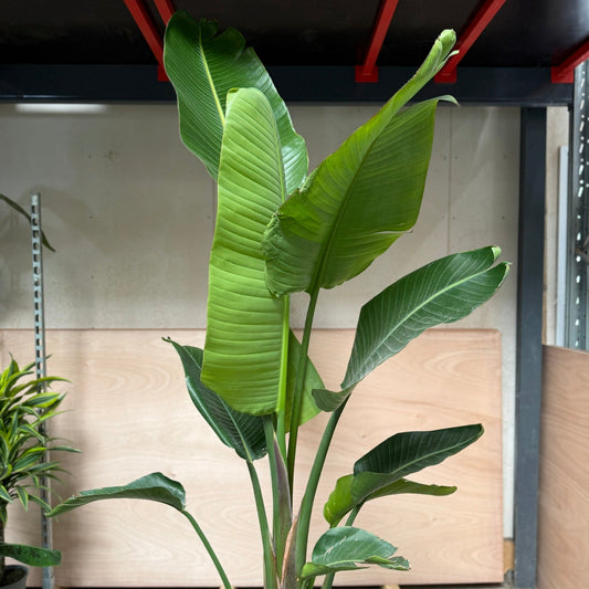 Strelitzia nicolai (Hvid paradisfugl) – Stor og unik plante 200 cm høj