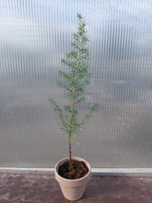 Atlasceder (Cedrus atlantica ‘Glauca’) – i Ø13 cm lerpotte