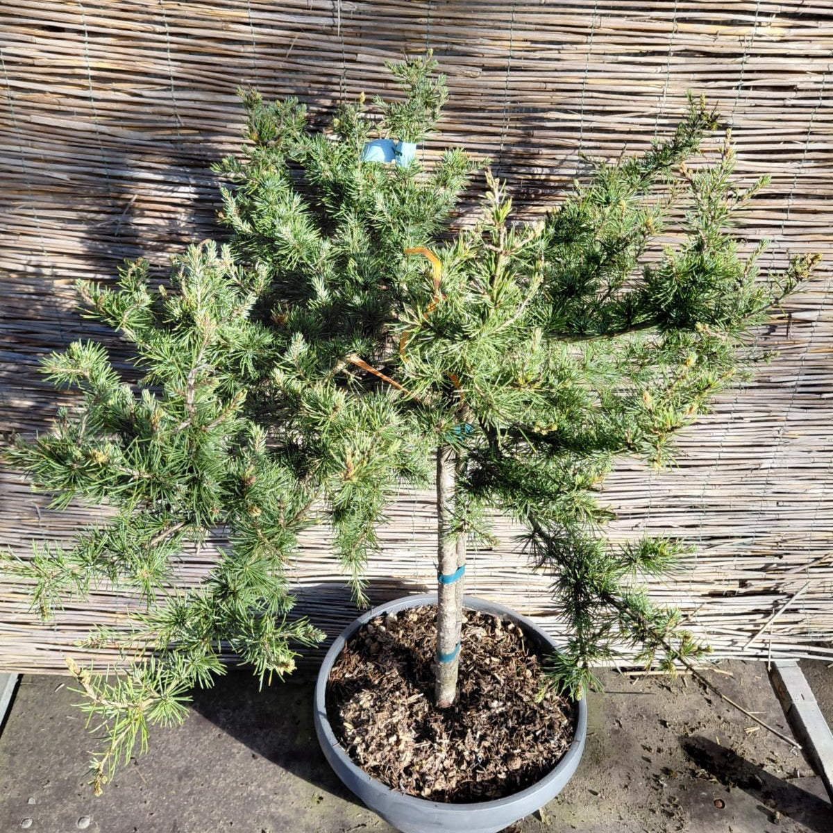 Fuglerede-ceder (Cedrus atlantica ‘Prostrata’) – 120-130 cm høj, 60-70 cm bred