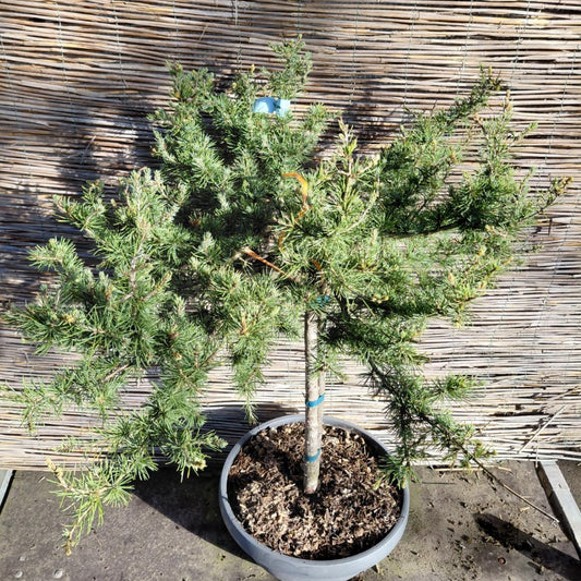 Fuglerede-ceder (Cedrus atlantica ‘Prostrata’) – 120-130 cm høj, 60-70 cm bred