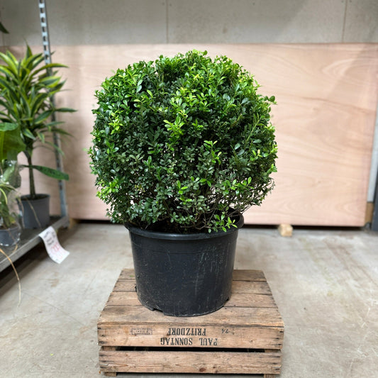 Ilex crenata (Kristtorn kugle) – 85 cm høj