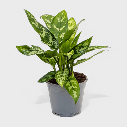 Aglaonema Maria stueplante med mørkegrønne blade, Ø13-14 cm, H25-35 cm – en elegant og nem plade til indendørs dekoration.