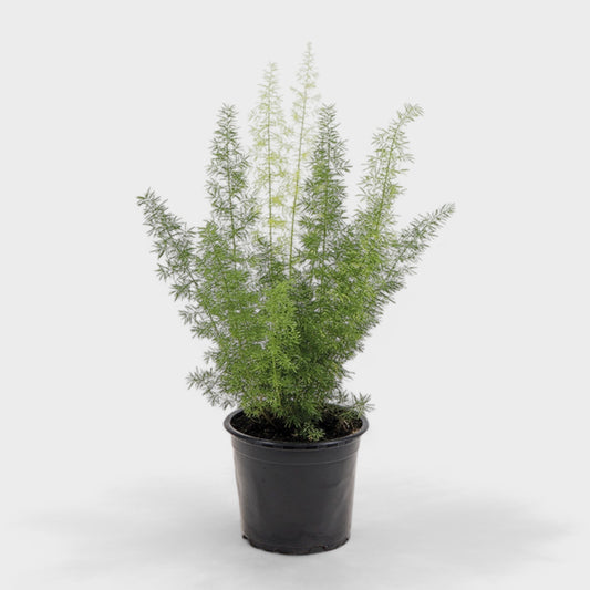 Asparagus Meyeri, dekorativ rævehale-asparges i Ø12 cm potte med bløde, nålelignende blade, der skaber et elegant og luftigt udtryk.
