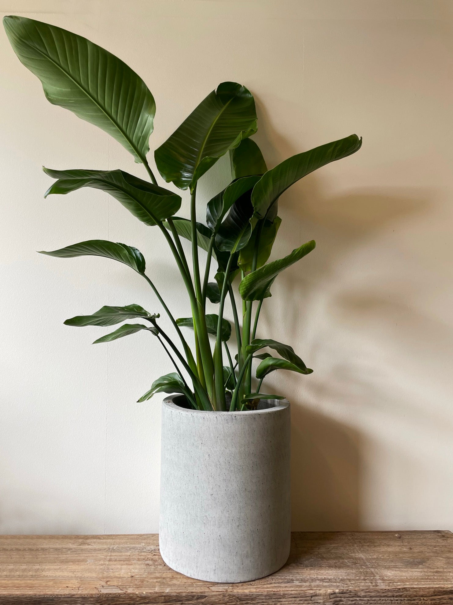 Eksklusiv CEMENT krukke Ø45 x H50 cm i grå beton med glat overflade, ideel til større planter og udendørs brug.